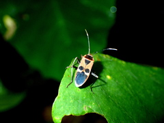 Physopelta gutta gutta