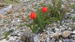 Tulipa aleppensis