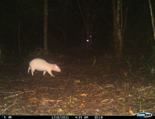 Spotted Paca, Benito Juárez, MX-QR, MX, photo 9 of 10