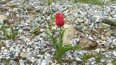 Tulipa aleppensis