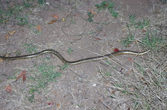 Afrotyphlops mucruso