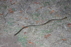 Afrotyphlops mucruso