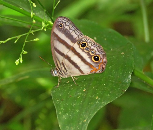 Cissia maripa
