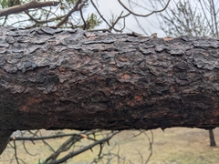 Pinus sylvestris sylvestris