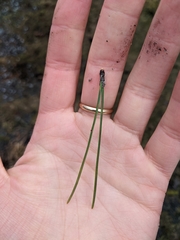 Pinus sylvestris sylvestris