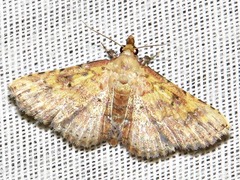 Cerynea thermesialis