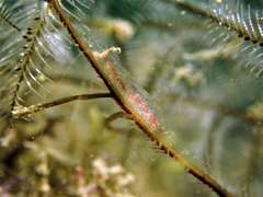 Manipontonia psamathe