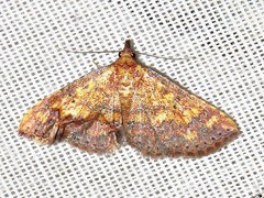 Cerynea thermesialis