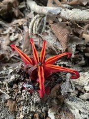 Etlingera megalocheilos