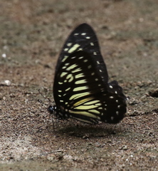 Graphium deucalion