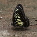 Yellow Zebra - Photo (c) Phil Benstead, some rights reserved (CC BY-NC), uploaded by Phil Benstead