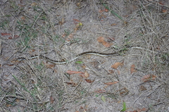 Afrotyphlops mucruso