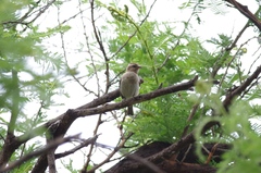 Gymnoris superciliaris