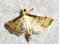 Marasmia trapezalis