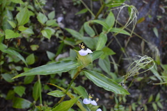 Commelina paludosa