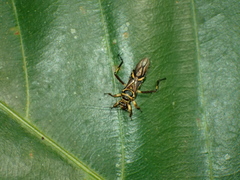 Inara flavopicta