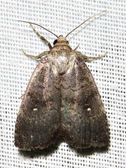 Athetis nephrosticta