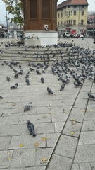 Columba livia domestica