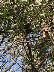 Tabernaemontana solanifolia