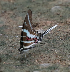 Graphium rhesus