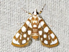 Obtusipalpis pardalis