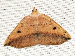 Pareclipsis punctata