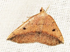 Pareclipsis punctata