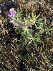 Lupinus polycarpus