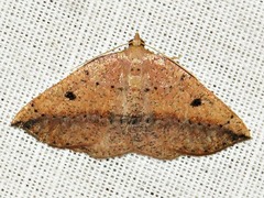 Pareclipsis punctata