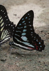 Graphium meyeri
