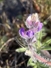 Lupinus polycarpus