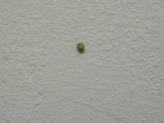 Cassida margaritacea