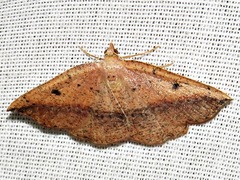 Pareclipsis punctata
