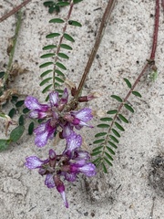 Astragalus distortus engelmannii