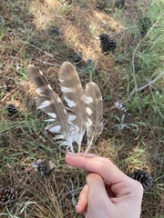 Athene noctua indigena