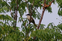 Dryoscopus cubla okavangensis