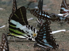 Graphium androcles