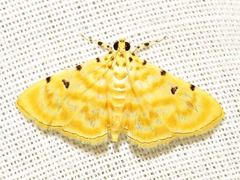 Notarcha quaternalis