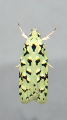 Izatha peroneanella