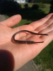 Leptonotus blainvilleanus
