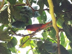 Piranga flava faceta