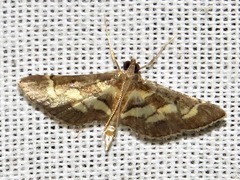Syngamia