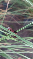 Deois flexuosa