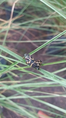 Deois flexuosa