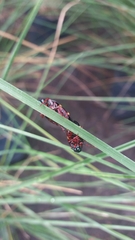 Deois flexuosa
