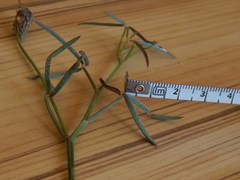 Indigofera psoraloides