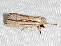 Mythimna sarca