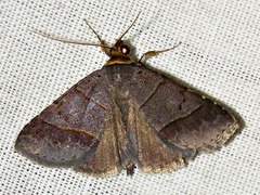 Plecoptera melalepis