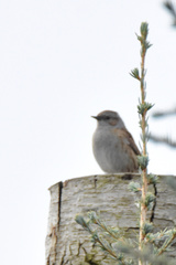 Prunella modularis
