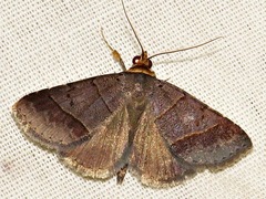 Plecoptera melalepis